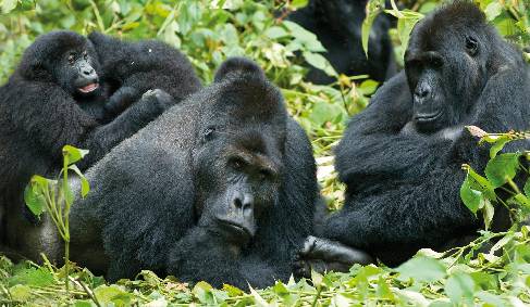 Gorilla Trekking  – Covid Updates