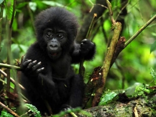 Sanctuary Gorilla Forest Camp