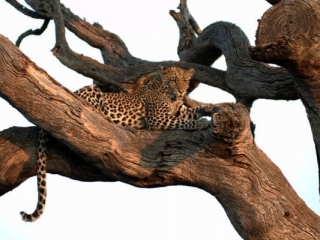 Jamala Madikwe Royal Safari Lodge 26 Jamala Madikwe Royal Safari Lodge