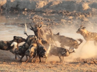jamala_madikwe_wild_dogs2