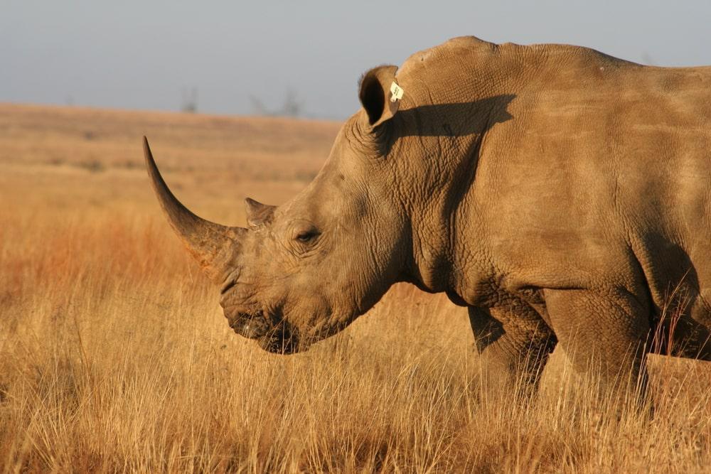 Close-up of Rhino