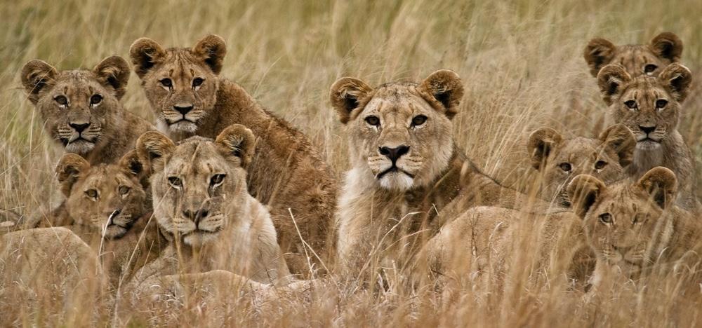 Lionesses with cubs