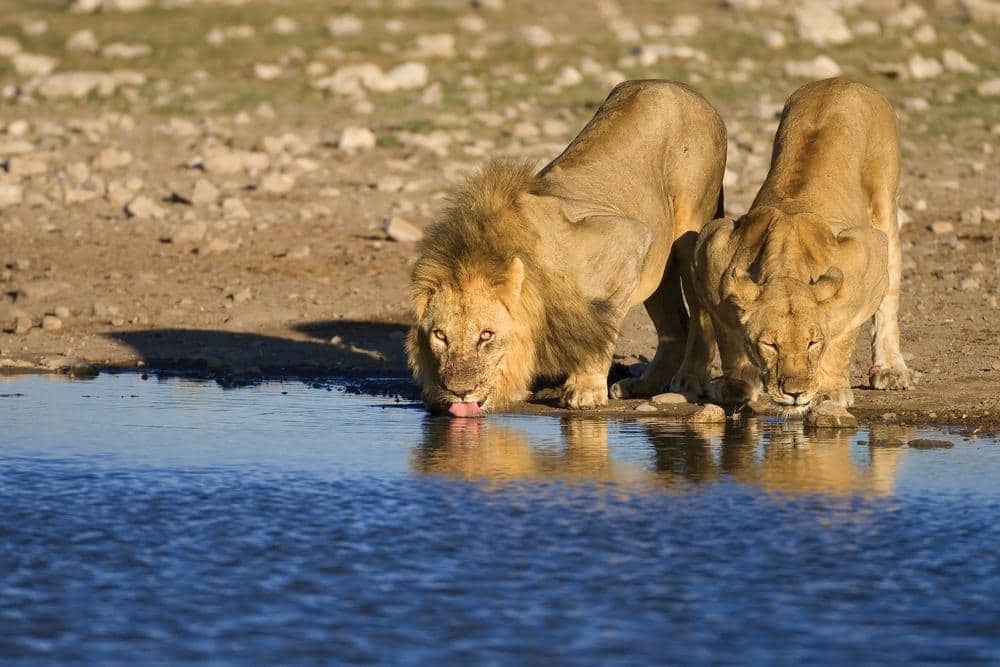 Pair of lions drinking