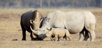 Saving The Rhino Before It’s Too Late
