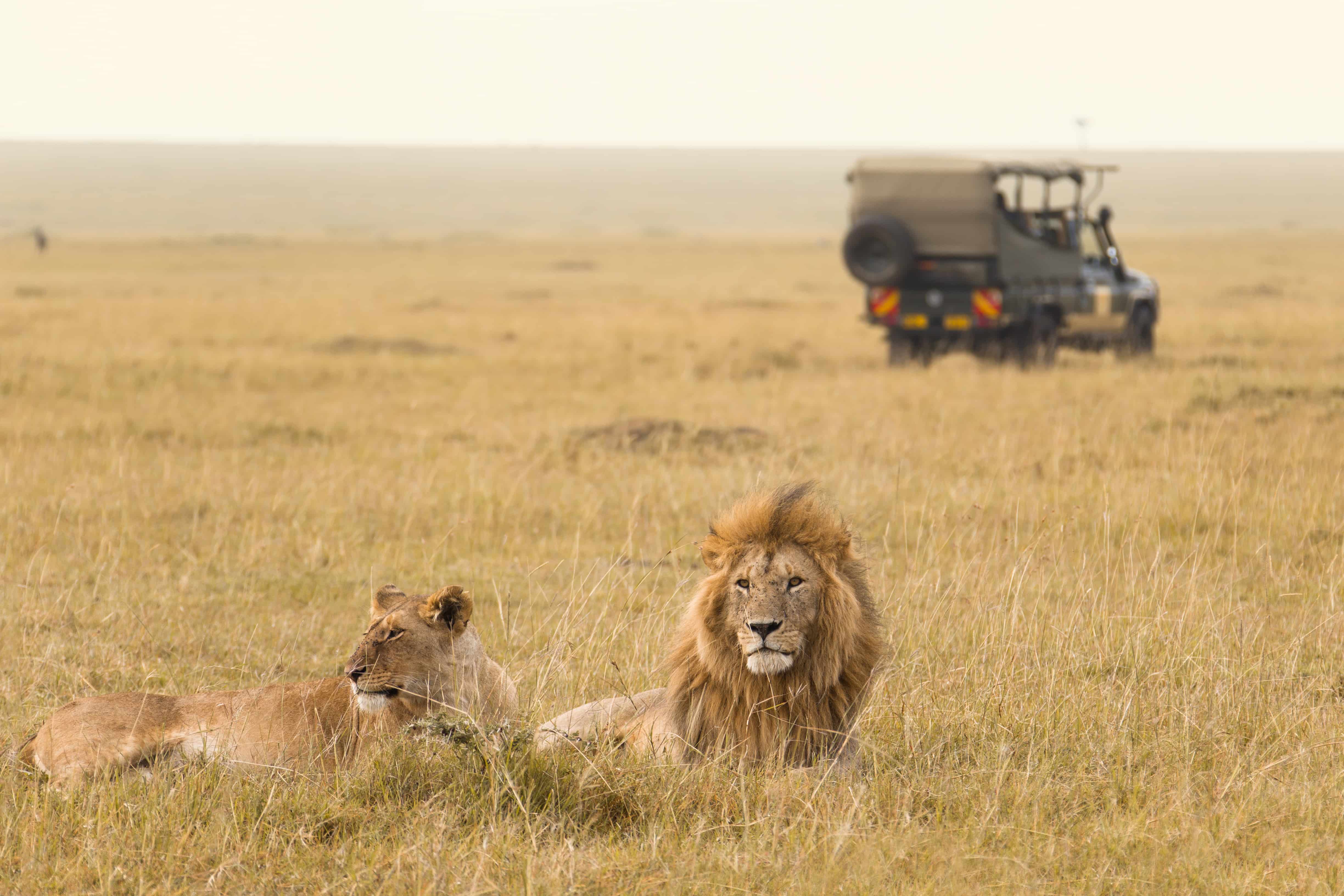 Lions on safari in Kenya