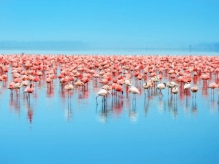 Flamingoes on lake in Kenya