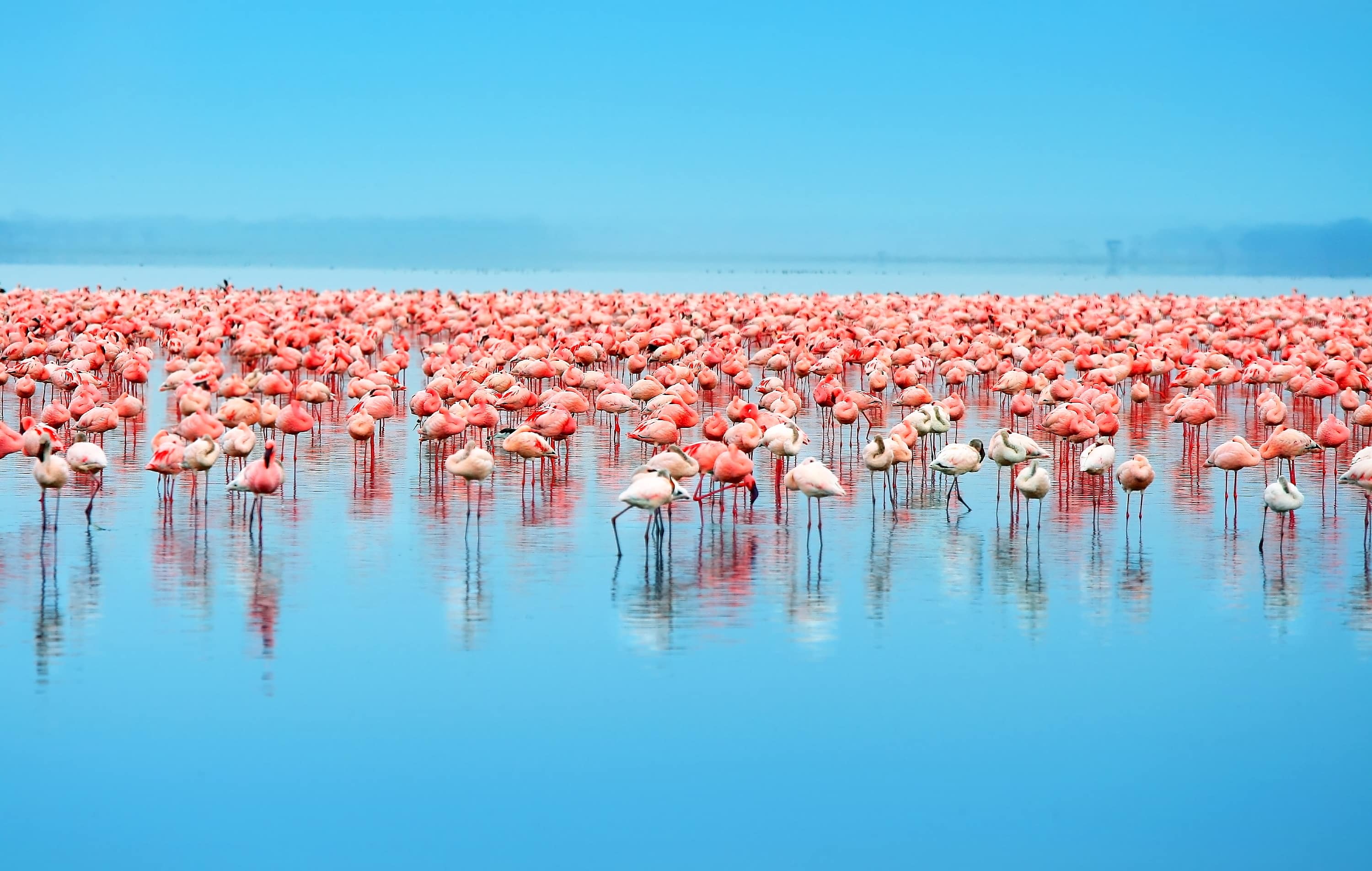 Flamingoes on lake in Kenya
