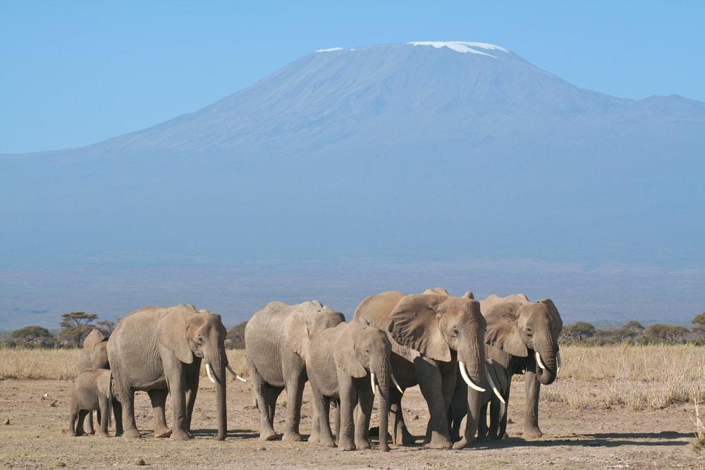 Elephants with Mount Kilimanjaro