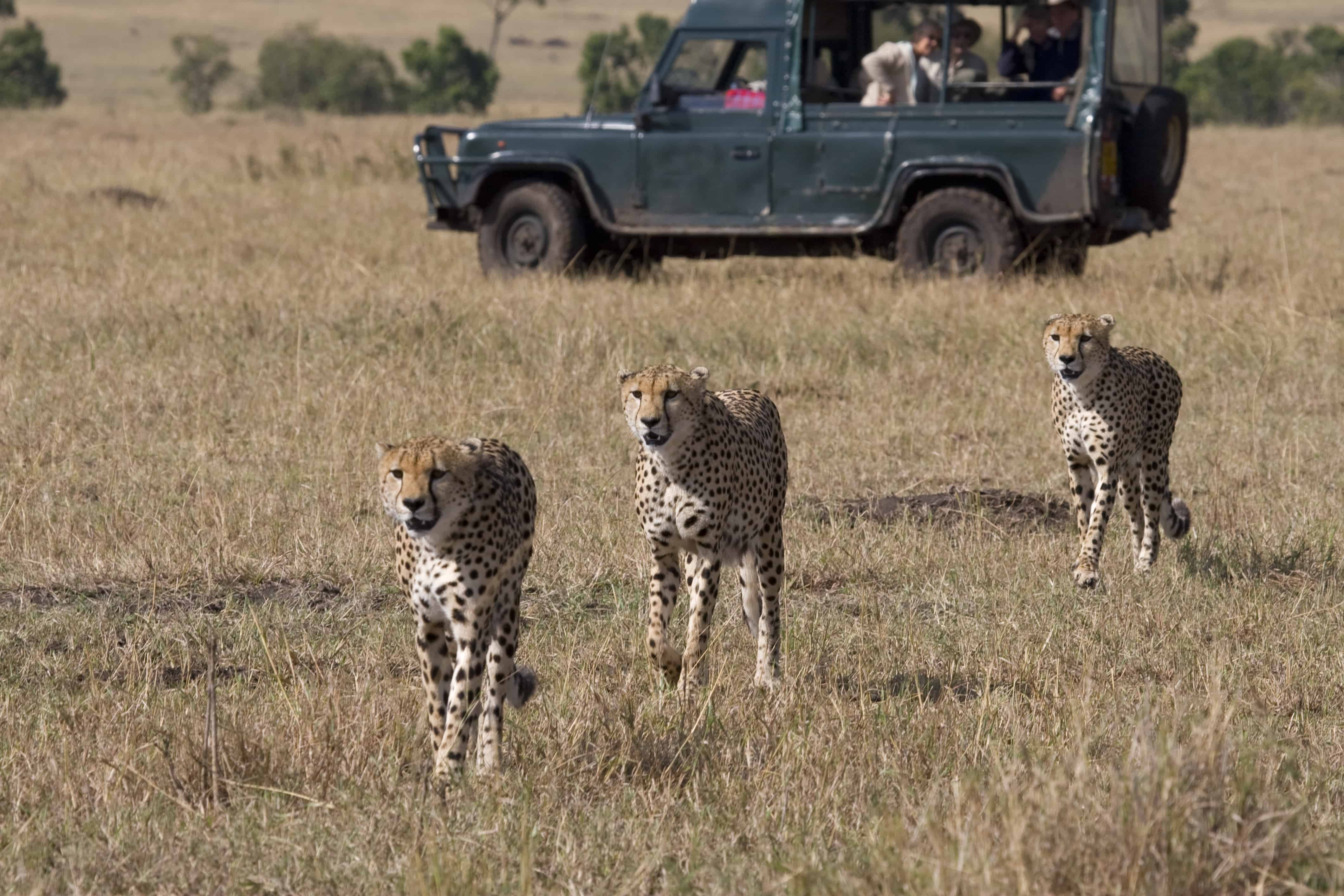 Cheetahs on safari