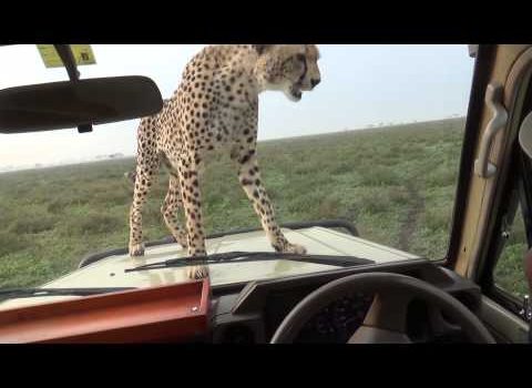 There’s A Cheetah On The Bonnet Of My Vehicle!