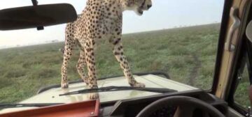 There’s A Cheetah On The Bonnet Of My Vehicle!