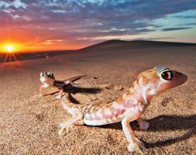 Africa’s Finest: Highlighting Africa’s Best Sustainable Tourism Operators Africa's Finest