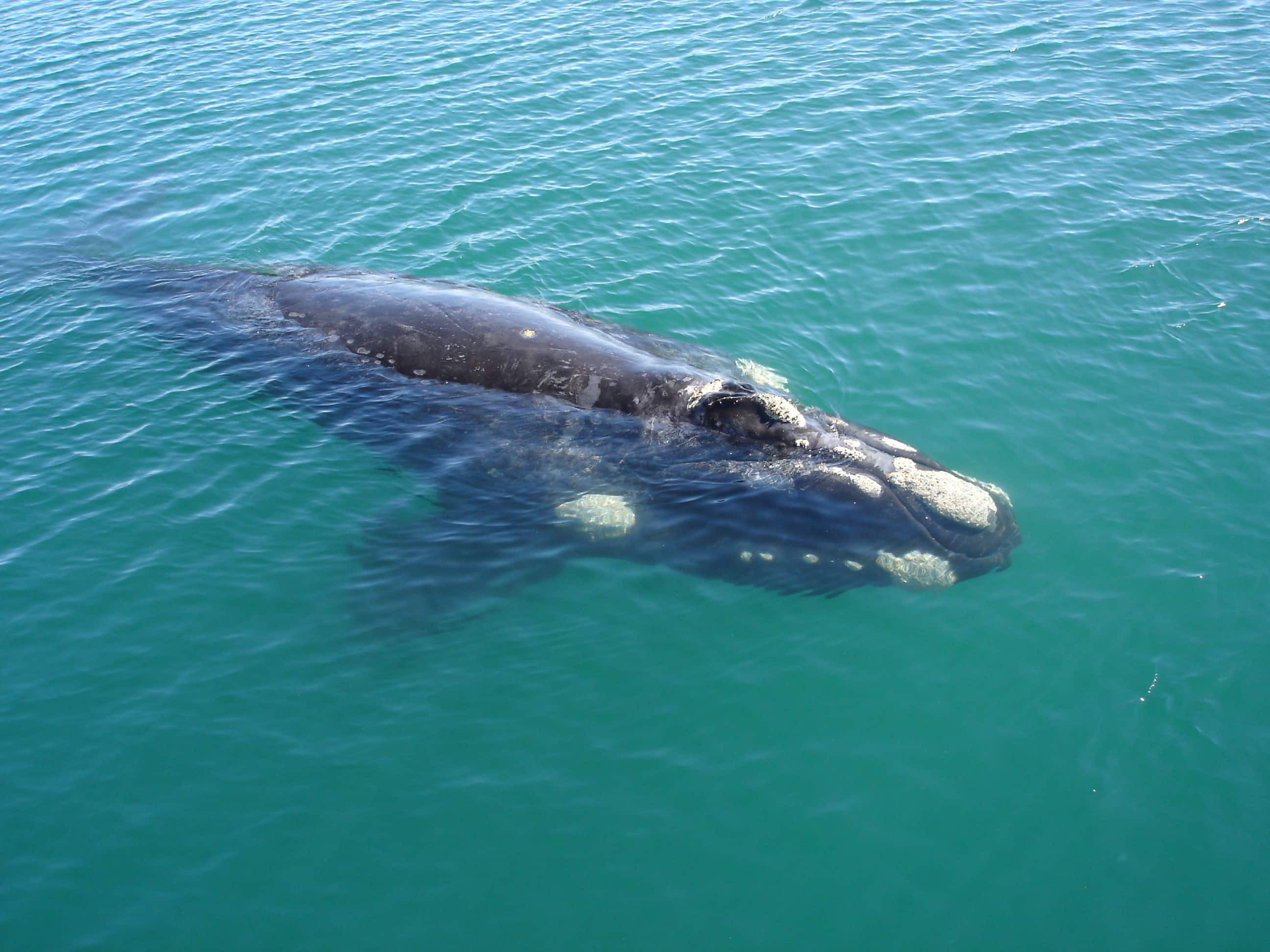 Close up of whale
