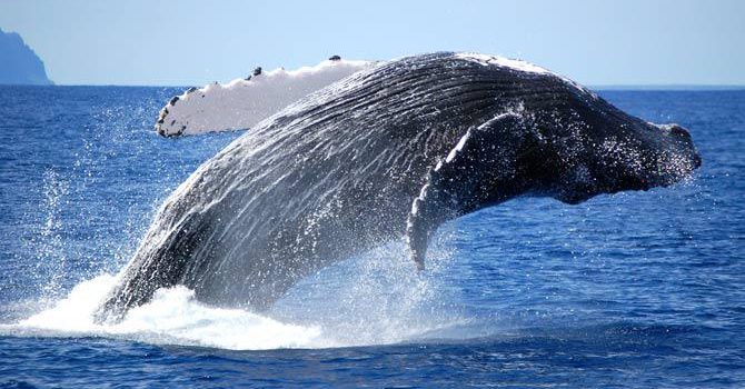 The Whale Migration: 5 Best Whale Watching Sites in Southern Africa