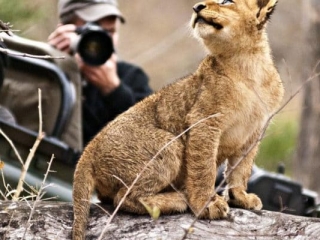 Londolozi Founders Camp