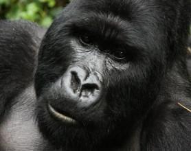 Trek To See The Gorillas: A Typical Day Close-up of male gorilla