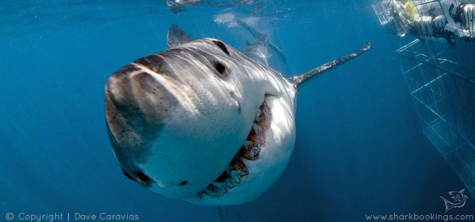 Great White cage diving off Cape Town