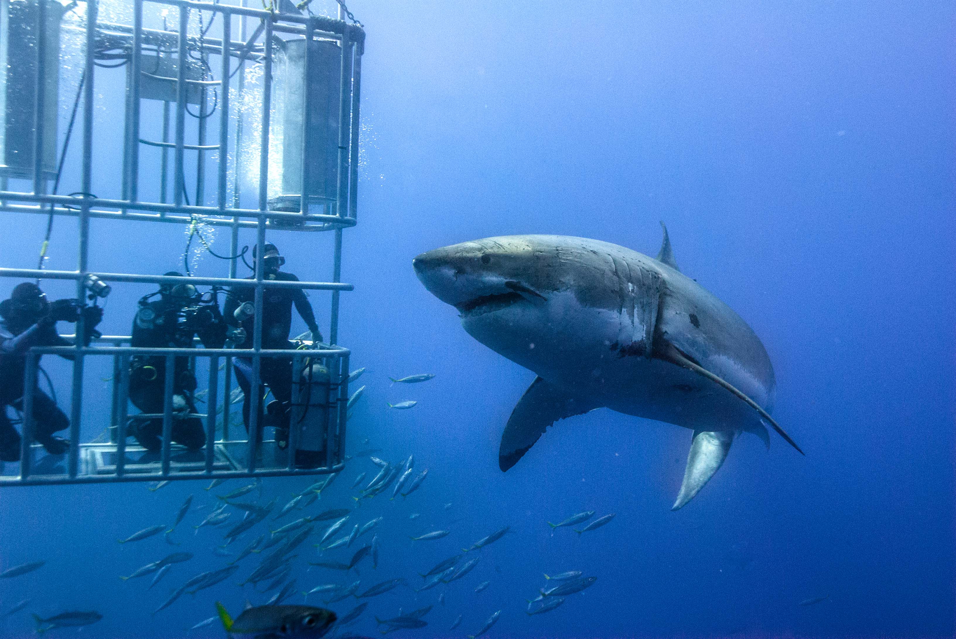 Where To Dive With Great White Sharks At Angela Mercier Blog Where To Dive With Great White Sharks At Angela Mercier Blog