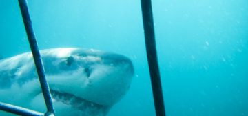 Experience The Ultimate Thrill: Great White Shark Cage Diving