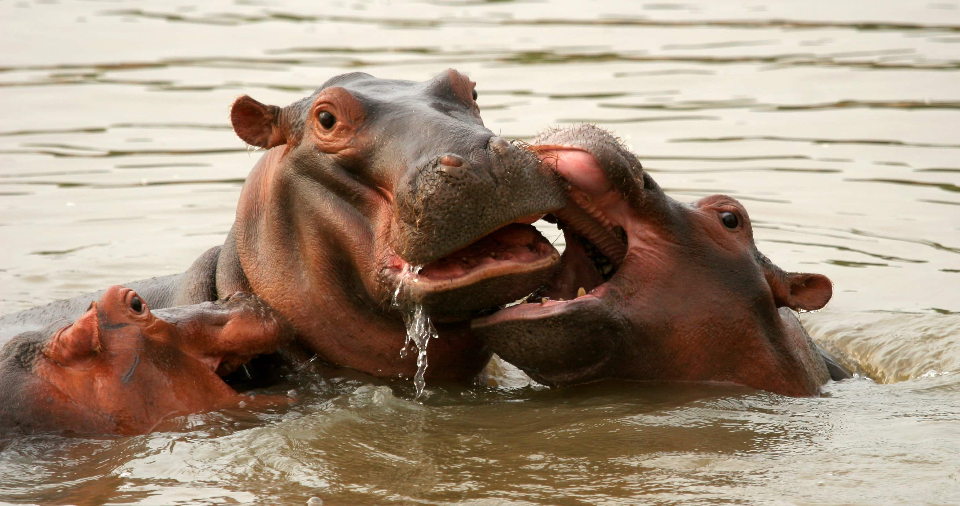 Hippos at Shenton Safaris Hippo Hide