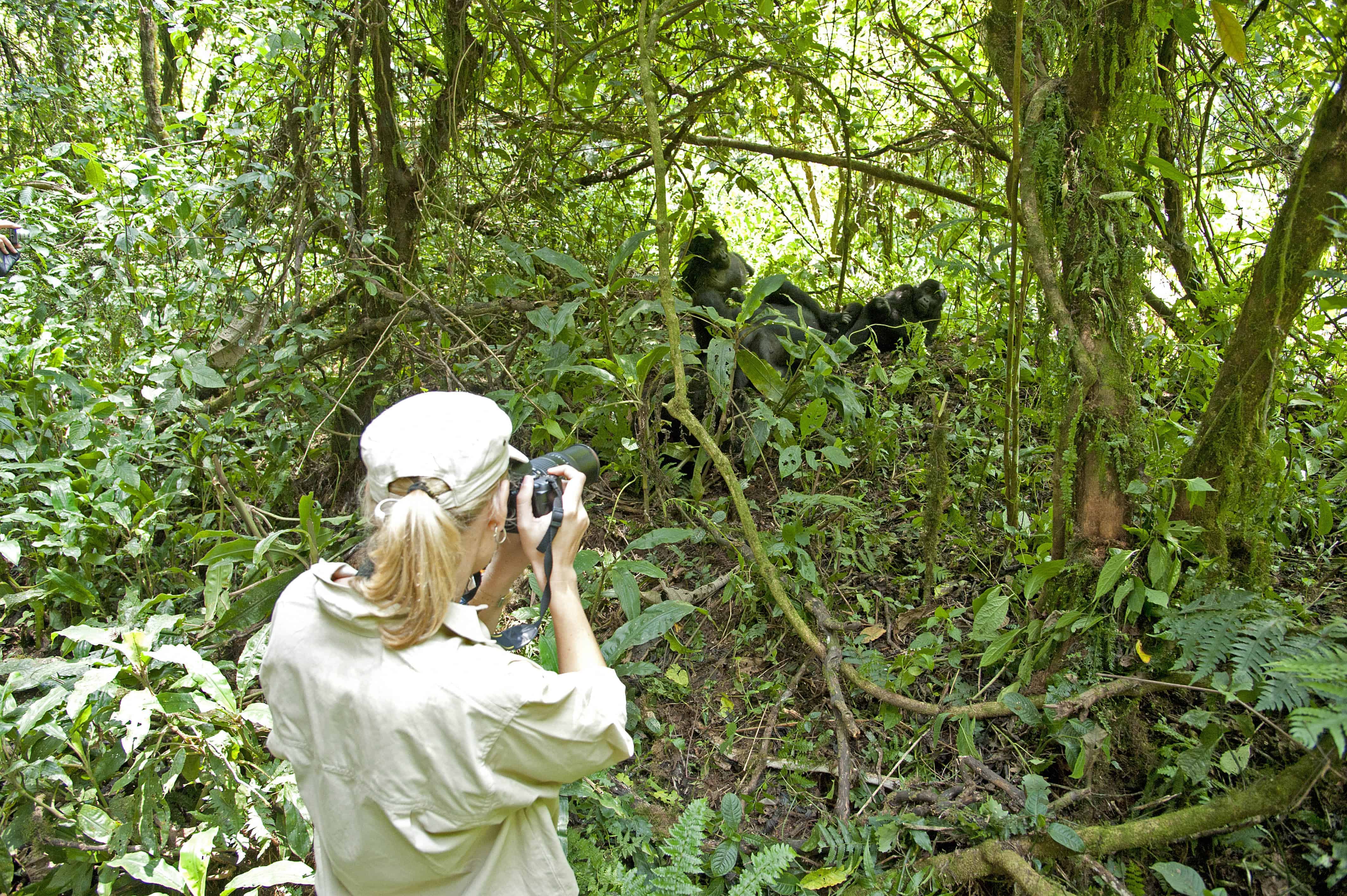 Woman taking picture of gorillas near Gorilla Forest Camp