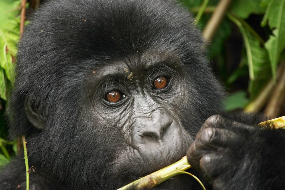Close up of gorilla
