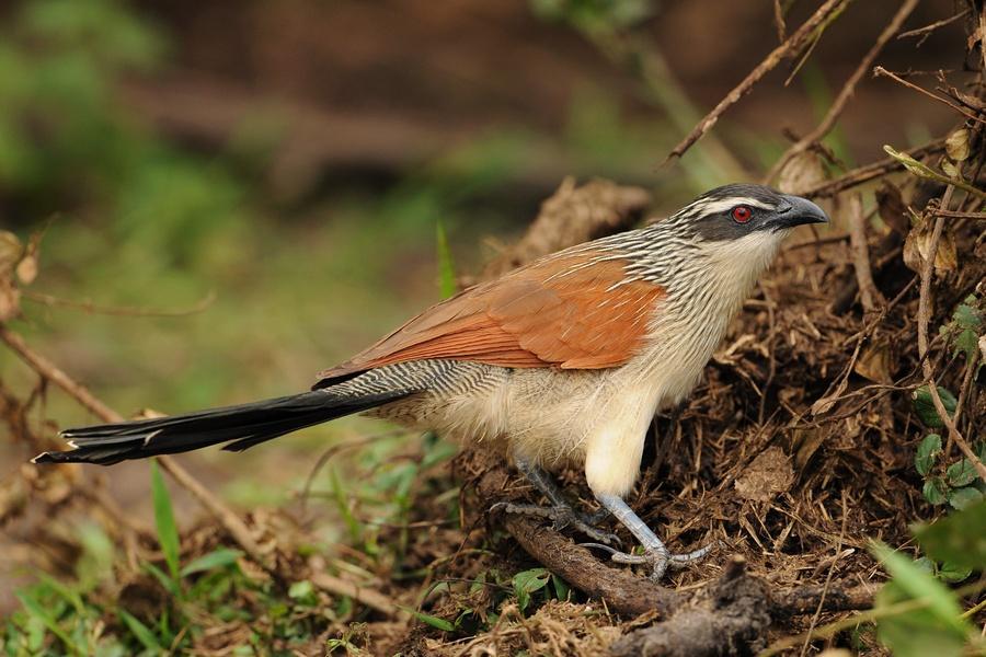 White-browned Coucal