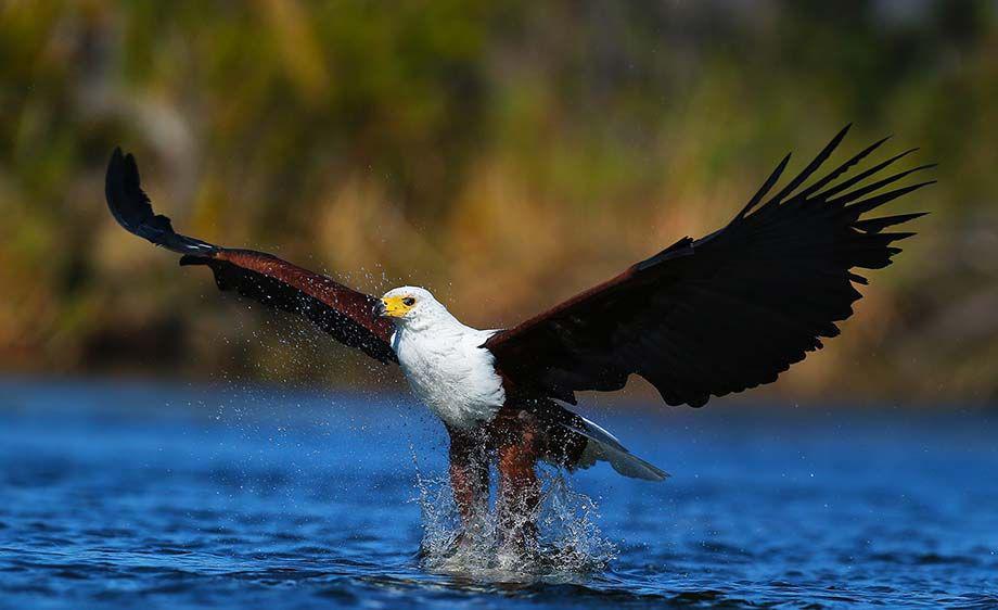 Fish Eagle 