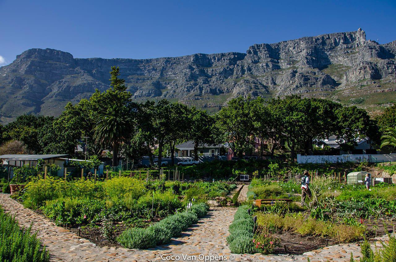 View from Oranjezicht City Farm Market (image by Coco Van Oppens)