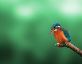 African Birds: The Good, The Bad And The Ugly kingfisher