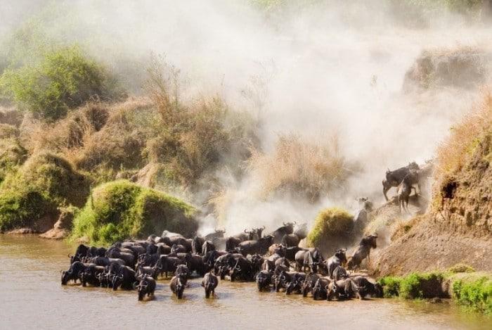 Scenes from The Wildebeest Migration in Kenya & Tanzania