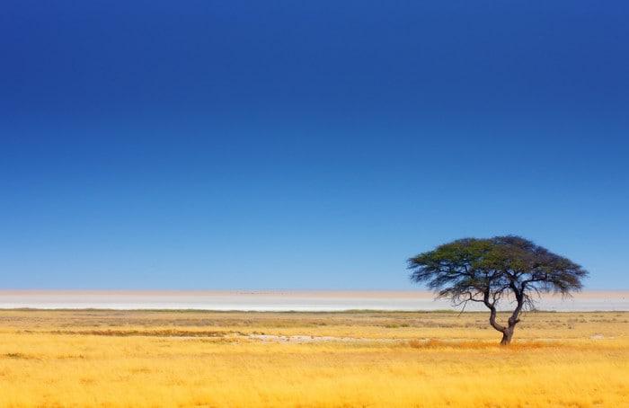 Lone Acacia Tree in the Serengeti