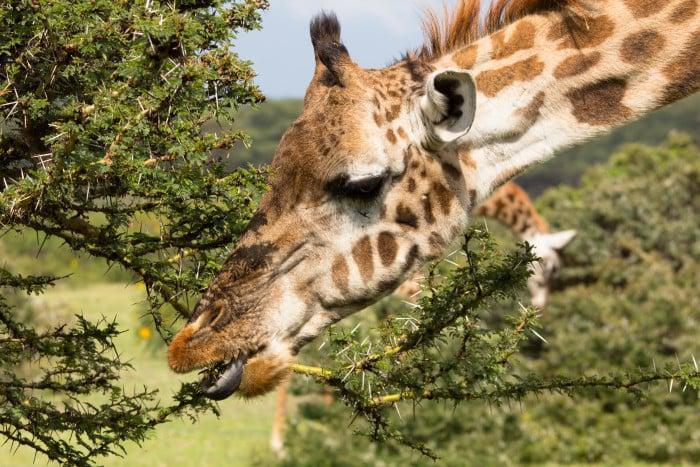 Giraffe nibbling achacia tree