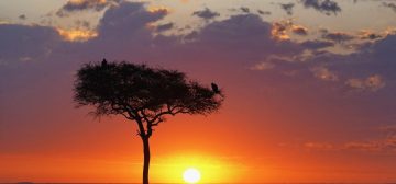 The Incredible Acacia Tree Phenomenon