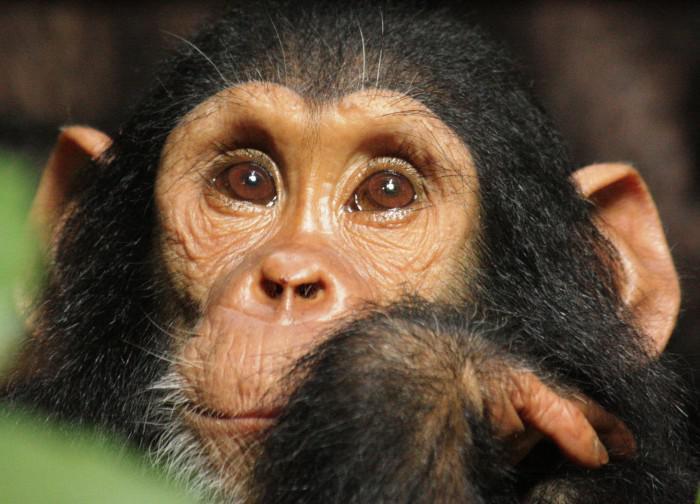 Chimpanzee baby at Greystoke Mahale