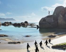 The Penguins Of Boulders Beach Penguins at Boulders Beach
