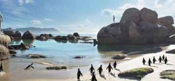 The Penguins Of Boulders Beach