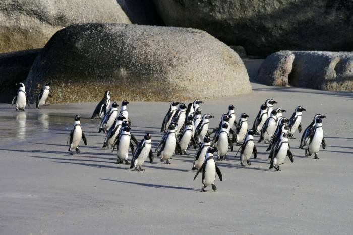 Penguins at Boulders Beach