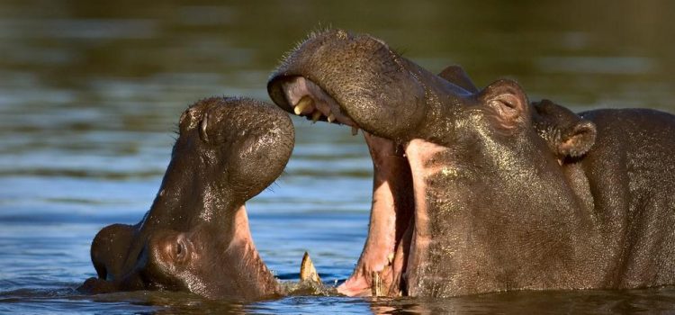Hippos: Africa’s Most Dangerous Animal