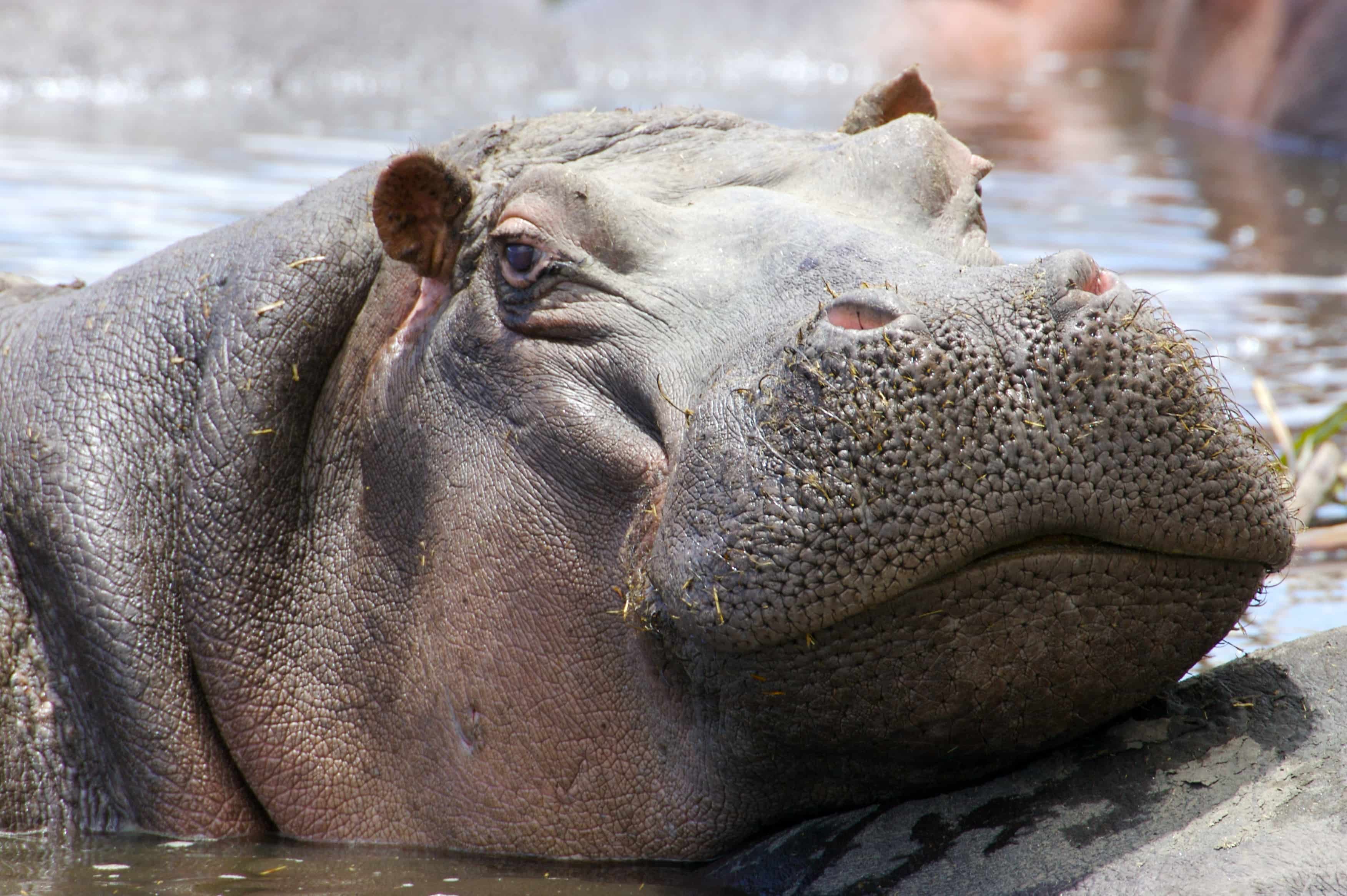 Hippo's: Africa's Most Dangerous Animal