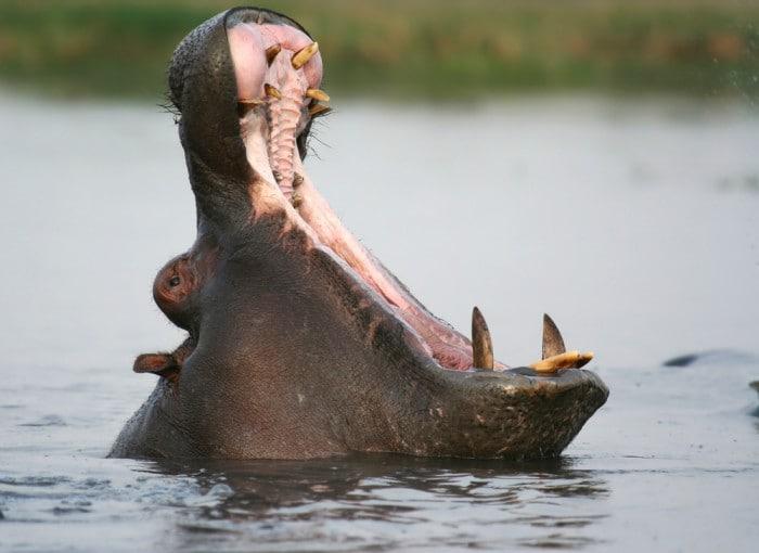 Hippo with wide open mouth
