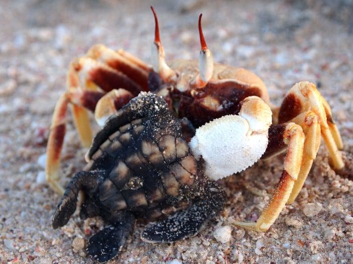 Ghost crab eating turtle hatchling