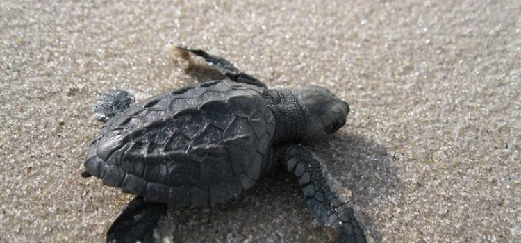 Tracking Turtles: One Of The Most Moving Wildlife Encounters