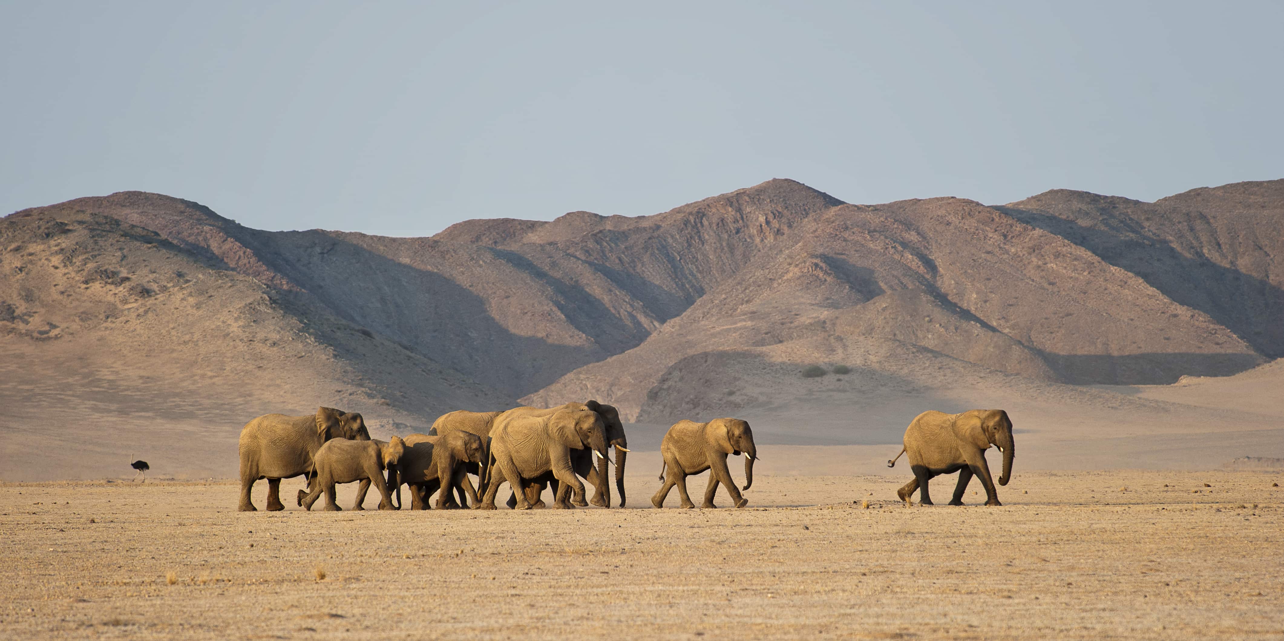 Namibia's Incredible Desert Adapted Animals