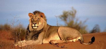 Namibia’s Incredible Desert Adapted Animals