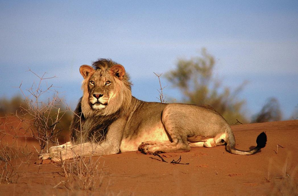 Namibia's Incredible Desert Adapted Animals