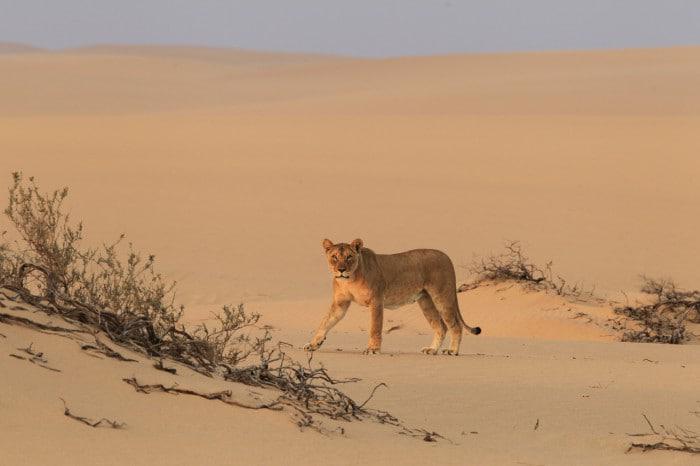 Desert lion by Dr Flip Stander desert lion