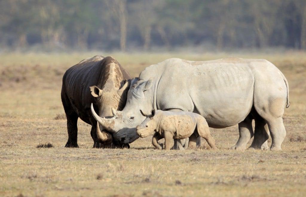 Rhino family at Kruger National Park