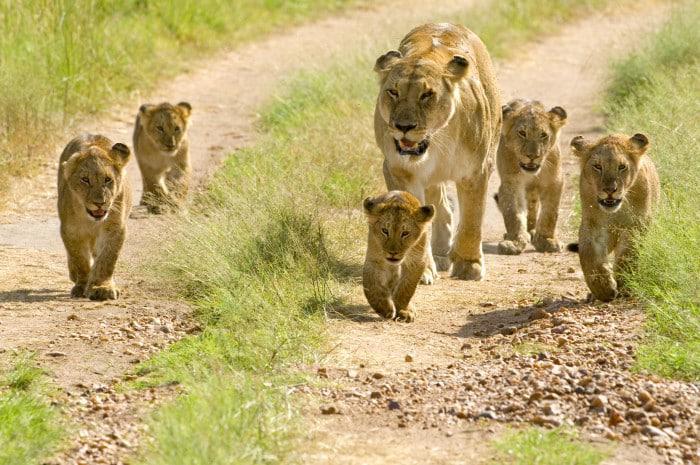 Lions in the Serengeti