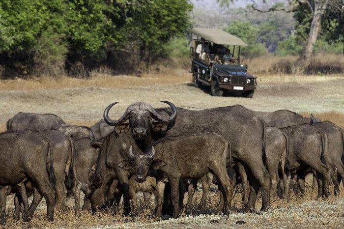 Buffaloes at Thorneybush